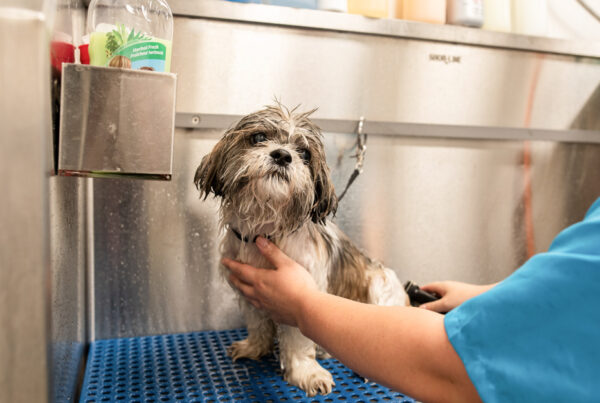 Pawsperity Dog Grooming Tips