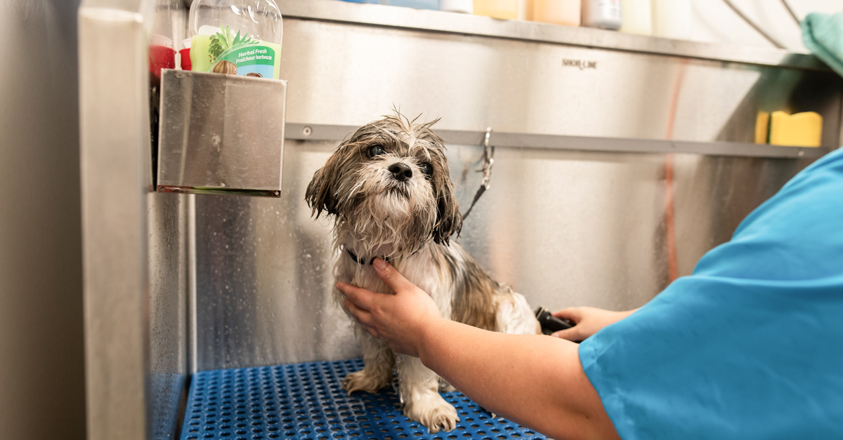 Pawsperity Dog Grooming Tips