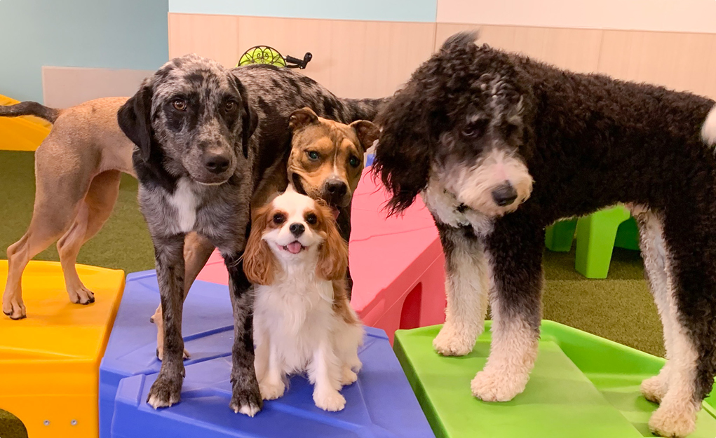 Pawsperity Doggie Daycare