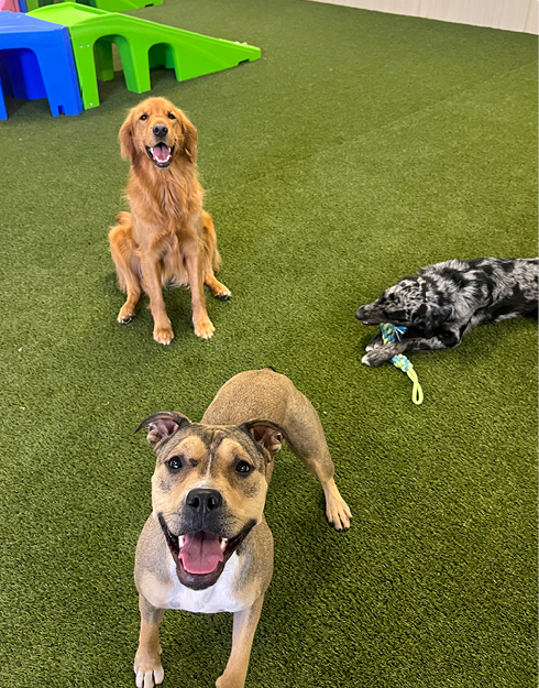 Pawsperity Doggie Daycare