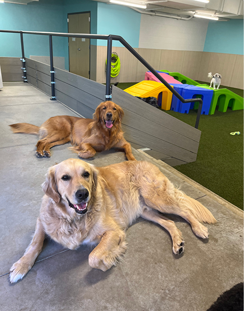 Pawsperity Doggie Daycare